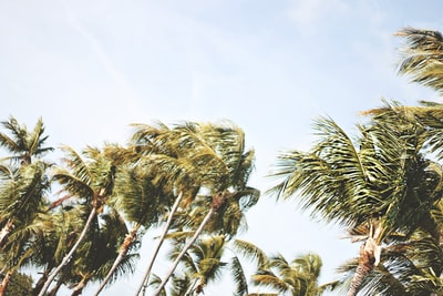 In the green coconut trees under low Angle shots
